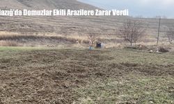 Elazığ’da Domuzlar Ekili Arazilere Zarar Verdi