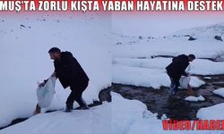 Muş'un zorlu kış günlerinde yaban hayvanlarına yem desteği