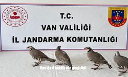 Van’da 4 keklik ele geçirildi