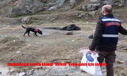 Jandarmanın iz takip köpeği "Salkım" kayıp şahıs için sahada