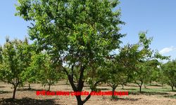 MTÜ'den dünya çapında akademik başarı