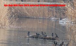 Ağrı Dağı Milli Parkı 200'ü aşkın kuş türüne ev sahipliği yapıyor