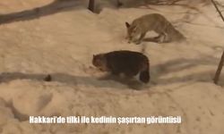 Hakkari'de tilki ile kedinin şaşırtan görüntüsü