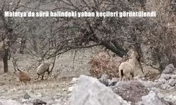 Malatya'da sürü halindeki yaban keçileri görüntülendi