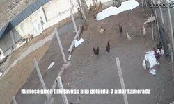 Kümese giren tilki tavuğu alıp götürdü: O anlar kamerada
