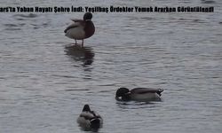 Kars’ta Yaban Hayatı Şehre İndi: Yeşilbaş Ördekler Yemek Ararken Görüntülendi