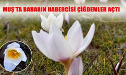 Muş Ovası'nda bahar manzarası: Çiğdem çiçekleri açtı