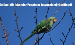 İstilacı tür İskender Papağanı Tatvan'da görüntülendi