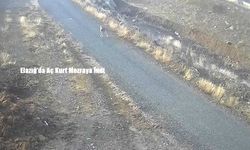Elazığ’da Aç Kurt Mezraya İndi
