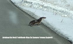 Ardahan’da Nesli Tehlikede Olan Su Samuru Yolunu Kaybetti