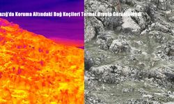 Elazığ’da Koruma Altındaki Dağ Keçileri Termal Dronla Görüntülendi