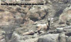 Hizan’da Dağ Keçileri Sürü Halinde Görüntülendi