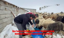 Muradiye’de donan sular nedeniyle susuz kalan hayvanlara ekipler yetişti