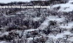 Elazığ’da Kar Üzerinde Koşan Domuz Sürüsü Kamerada