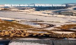 Dağın huzuru, emeğin sesi: İliç’te küçükbaş hayvancılık