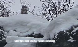 Elazığ'da koruma altındaki vaşak görüntülendi