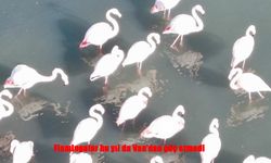 Flamingolar Van Gölü Havzası’nda Kışı Geçirmeyi Tercih Etti