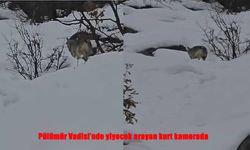 Zorlu kışta yiyecek arayan kurt cep telefonuna yansıdı