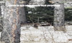 Erzurum'da nesli tehdit altındaki vaşak görüntülendi