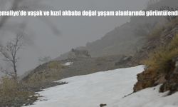 Kemaliye’de vaşak ve kızıl akbaba doğal yaşam alanlarında görüntülendi
