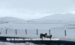 Ağrı'da başıboş sokak köpekleri tehlike saçıyor