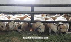 Elazığ’da Küçükbaş Hayvanlarda Çiçek Alarmı: 6 Köy Karantinaya Alındı
