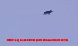 Açlık kurtları şehre indirdi: Bitlis’te tedirgin eden görüntüler