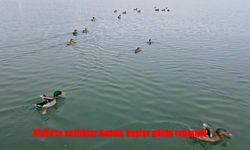 Bitlis’te soğuk hava sazlıkları dondurdu, kuşlar Van Gölü’ne yöneldi