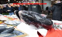 Elazığ Kapalı Çarşı’da dev orkinos ilgi odağı oldu