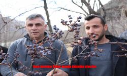 Erzurum’da Şubat’ta Dalından Kara Hurma Keyfi