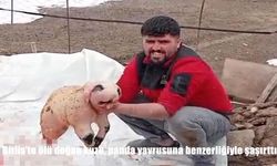 Bitlis'te ölü doğan kuzu, panda yavrusuna benzerliğiyle şaşırttı