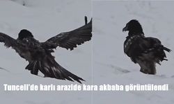 Tunceli'de karlı arazide kara akbaba görüntülendi