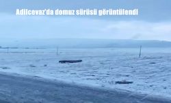Adilcevaz'da domuz sürüsü görüntülendi