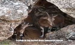 Erzincan’da dağ keçileri drone kamerasına yansıdı