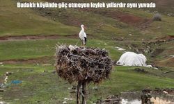 Bitlis’te göç etmeyen leylek yıllardır aynı yuvada yaşıyor