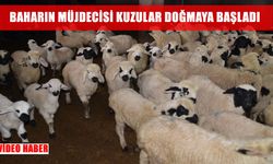 Muş’ta kuzu doğumları başladı, yetiştiriciler yoğun mesaiye girdi