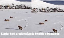 Kurtlar karlı arazide ağzında kemikle görüntülendi