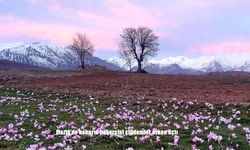 Elazığ'da baharın habercisi çiğdemler erken açtı