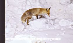 Şehre inen tilkilerin sevimli halleri kameralara yansıdı