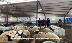 85 Başlık Küçükbaş İşletmesi Hibe Desteğiyle Üretime Başladı