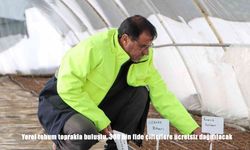 Yerel tohum toprakla buluştu, 300 bin fide çiftçilere ücretsiz dağıtılacak