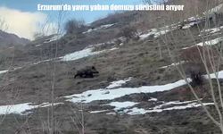 Erzurum’da sürüsünü kaybeden yavru domuz kamerada