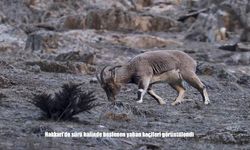 Hakkari’nin Eteklerinde Yaban Keçisi Sürüsü Görüntülendi