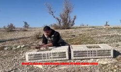 Habur’da ele geçirilen 38 keklik yeniden özgürlüğe kanat çırptı