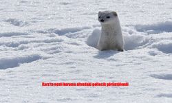 Kars’ta Beyaz Gelincik Kamerada