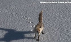 Adilcevaz’da yaban hayatı görüntüsü: Tilki ve dron karşı karşıya