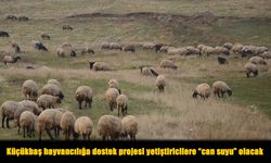 Küçükbaşta Yeni Dönem: Üreticiye Umut, Kırsala Nefes