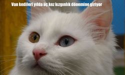 Van kedileri için 2026 doğum programı başlıyor