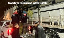 Kar altında seferberlik: Erzurum’da hayvanlar aç bırakılmadı