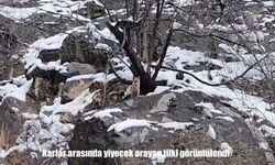Tunceli’de aç kalan tilki kamerada